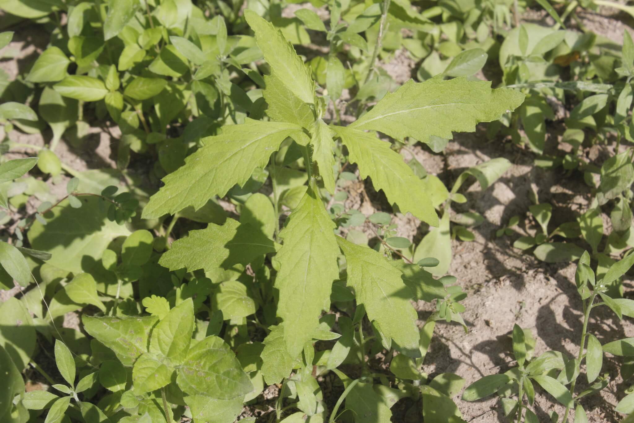 Dysphania graveolens